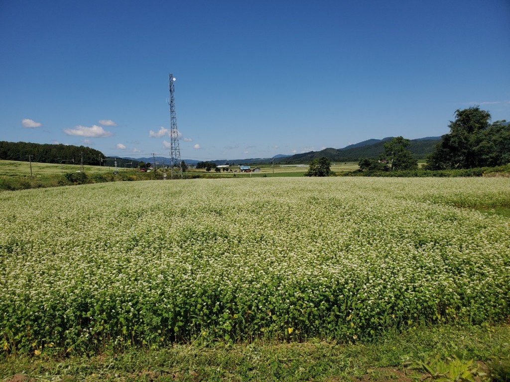北海道そばの花畑